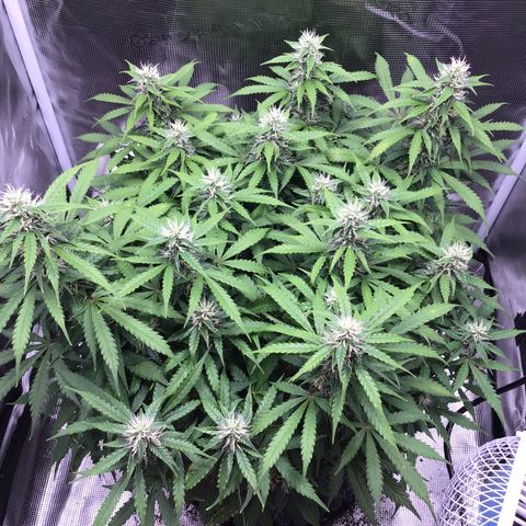 Godzilla Cookies Auto 2023 growlog timeline photo