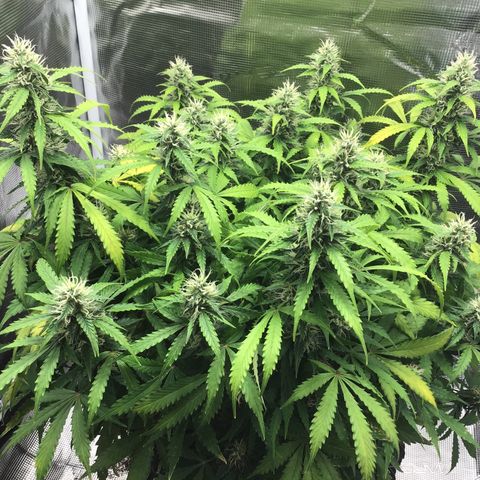 Godzilla Cookies Auto 2023 growlog timeline photo