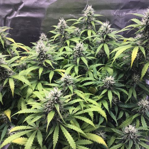 Godzilla Cookies Auto 2023 growlog timeline photo