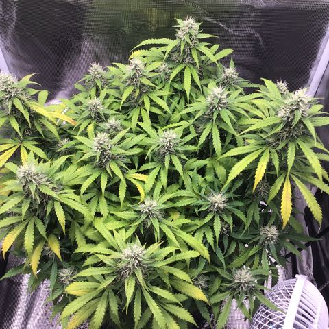 Godzilla Cookies Auto 2023 growlog timeline photo