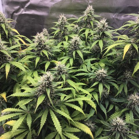 Godzilla Cookies Auto 2023 growlog timeline photo