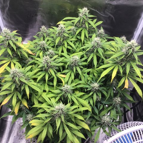 Godzilla Cookies Auto 2023 growlog timeline photo