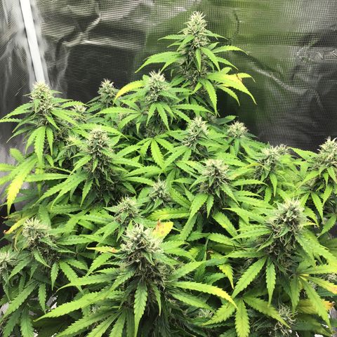 Godzilla Cookies Auto 2023 growlog timeline photo