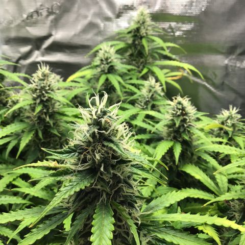Godzilla Cookies Auto 2023 growlog timeline photo