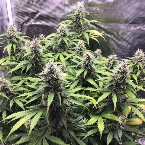 Godzilla Cookies Auto 2023 growlog timeline photo