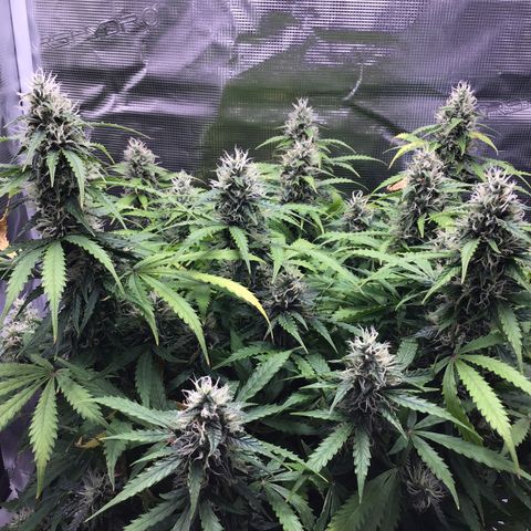 Godzilla Cookies Auto 2023 growlog timeline photo