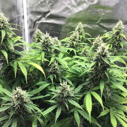 Godzilla Cookies Auto 2023 growlog timeline photo
