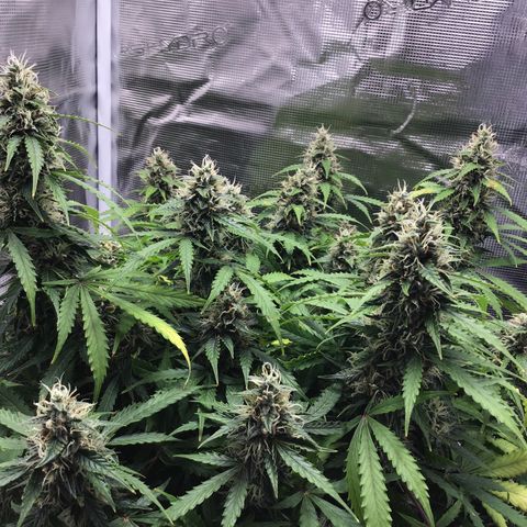 Godzilla Cookies Auto 2023 growlog timeline photo