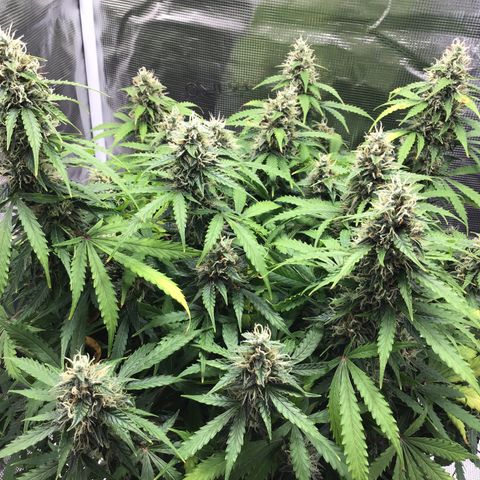 Godzilla Cookies Auto 2023 growlog timeline photo