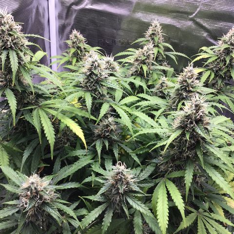 Godzilla Cookies Auto 2023 growlog timeline photo