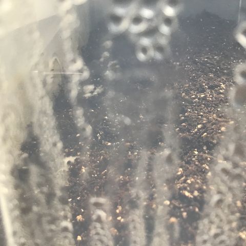 Godzilla Cookies Auto 2023 growlog timeline photo