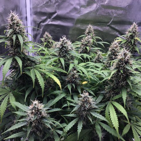 Godzilla Cookies Auto 2023 growlog timeline photo