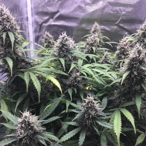 Godzilla Cookies Auto 2023 growlog timeline photo