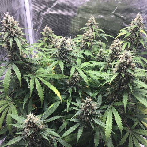 Godzilla Cookies Auto 2023 growlog timeline photo