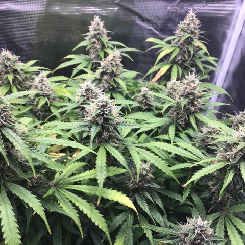 Godzilla Cookies Auto 2023 growlog timeline photo