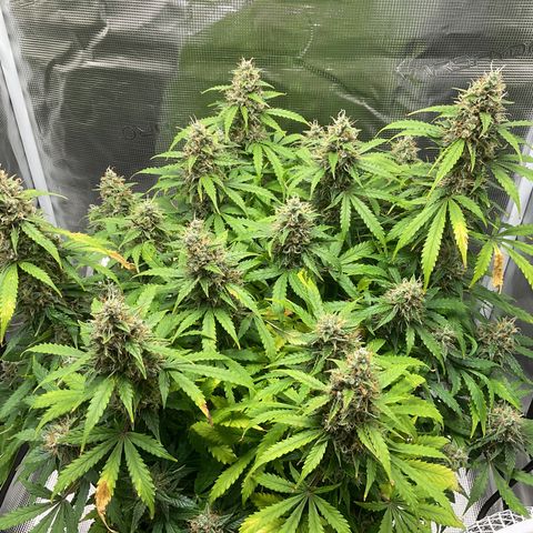 Godzilla Cookies Auto 2023 growlog timeline photo