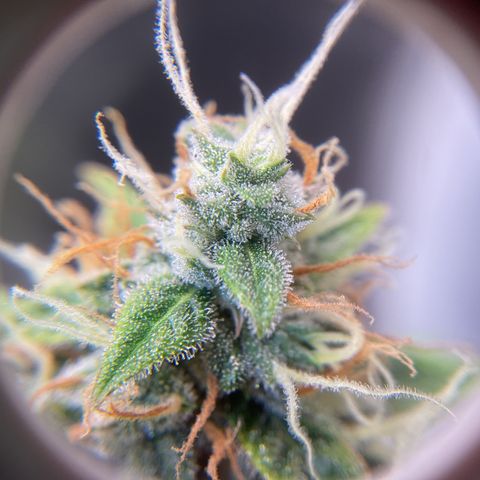 Godzilla Cookies Auto 2023 growlog timeline photo