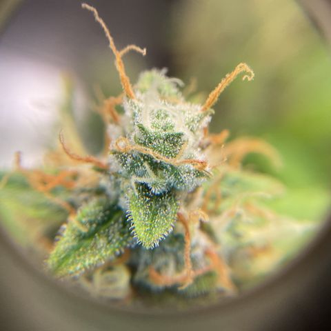 Godzilla Cookies Auto 2023 growlog timeline photo