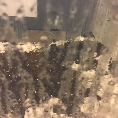 Godzilla Cookies Auto 2023 growlog timeline photo