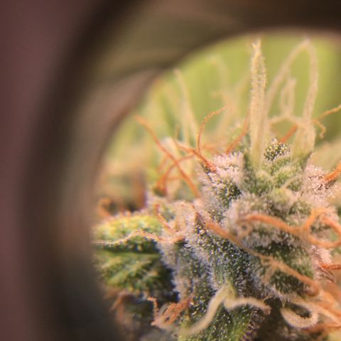 Godzilla Cookies Auto 2023 growlog timeline photo
