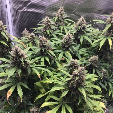 Godzilla Cookies Auto 2023 growlog timeline photo