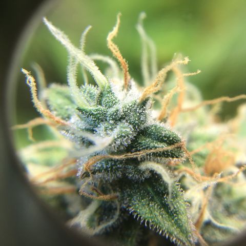 Godzilla Cookies Auto 2023 growlog timeline photo