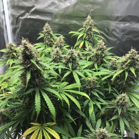 Godzilla Cookies Auto 2023 growlog timeline photo