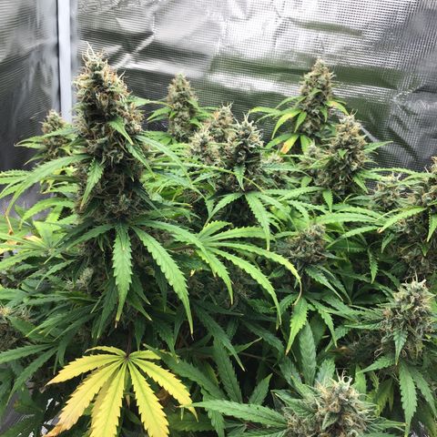 Godzilla Cookies Auto 2023 growlog timeline photo
