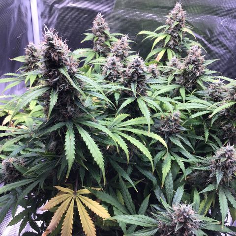 Godzilla Cookies Auto 2023 growlog timeline photo