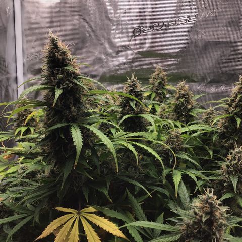 Godzilla Cookies Auto 2023 growlog timeline photo