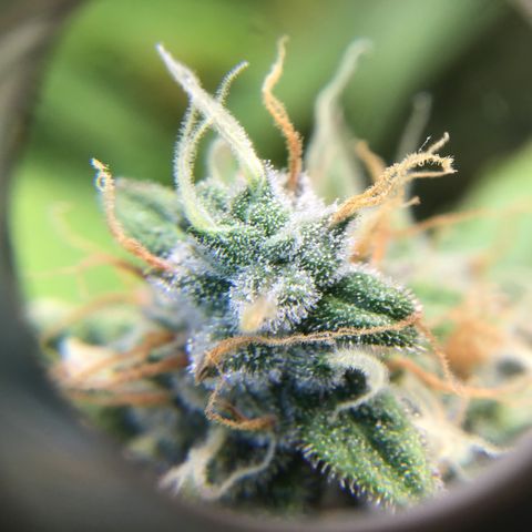Godzilla Cookies Auto 2023 growlog timeline photo