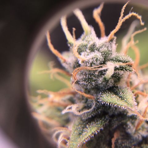 Godzilla Cookies Auto 2023 growlog timeline photo