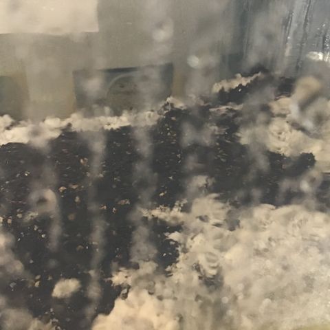 Godzilla Cookies Auto 2023 growlog timeline photo