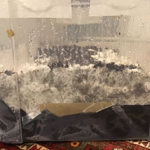 Godzilla Cookies Auto 2023 growlog timeline photo