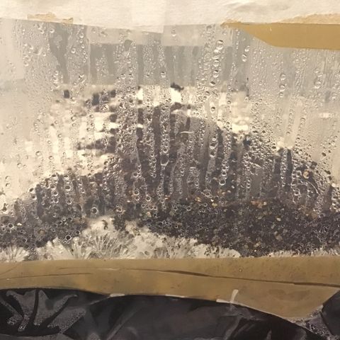 Godzilla Cookies Auto 2023 growlog timeline photo