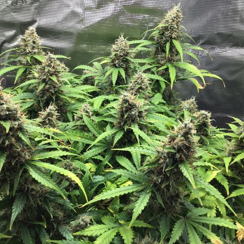 Godzilla Cookies Auto 2023 growlog timeline photo