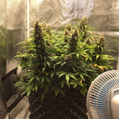 Godzilla Cookies Auto 2023 growlog timeline photo