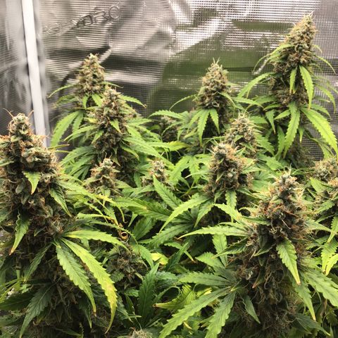 Godzilla Cookies Auto 2023 growlog timeline photo