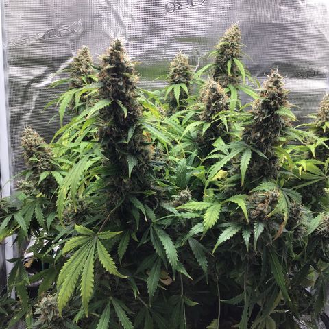 Godzilla Cookies Auto 2023 growlog timeline photo