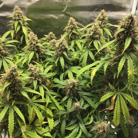Godzilla Cookies Auto 2023 growlog timeline photo
