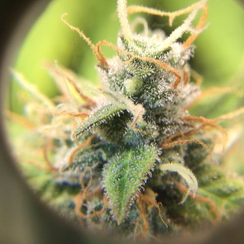 Godzilla Cookies Auto 2023 growlog timeline photo