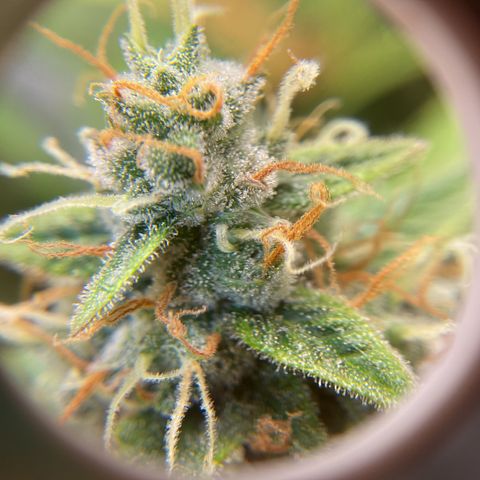 Godzilla Cookies Auto 2023 growlog timeline photo