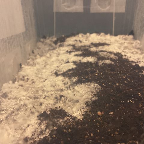 Godzilla Cookies Auto 2023 growlog timeline photo