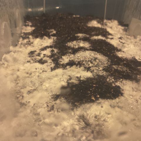 Godzilla Cookies Auto 2023 growlog timeline photo