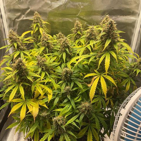 Godzilla Cookies Auto 2023 growlog timeline photo