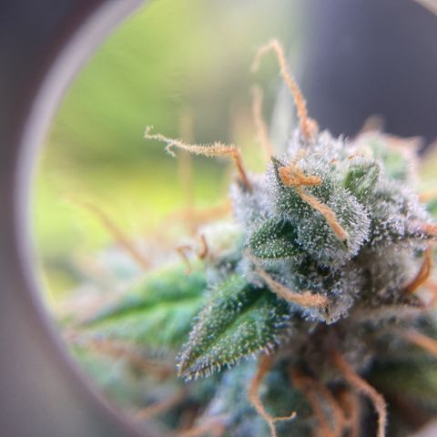 Godzilla Cookies Auto 2023 growlog timeline photo