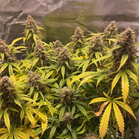 Godzilla Cookies Auto 2023 growlog timeline photo