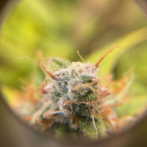Godzilla Cookies Auto 2023 growlog timeline photo