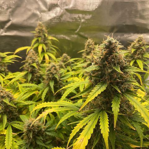 Godzilla Cookies Auto 2023 growlog timeline photo