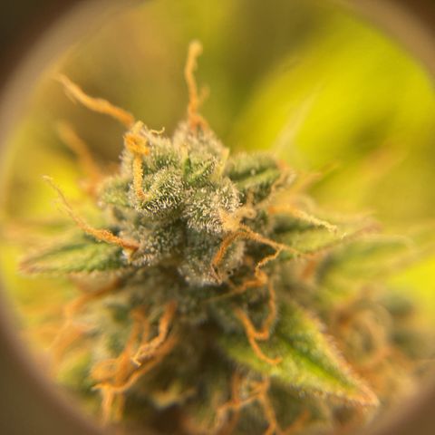 Godzilla Cookies Auto 2023 growlog timeline photo